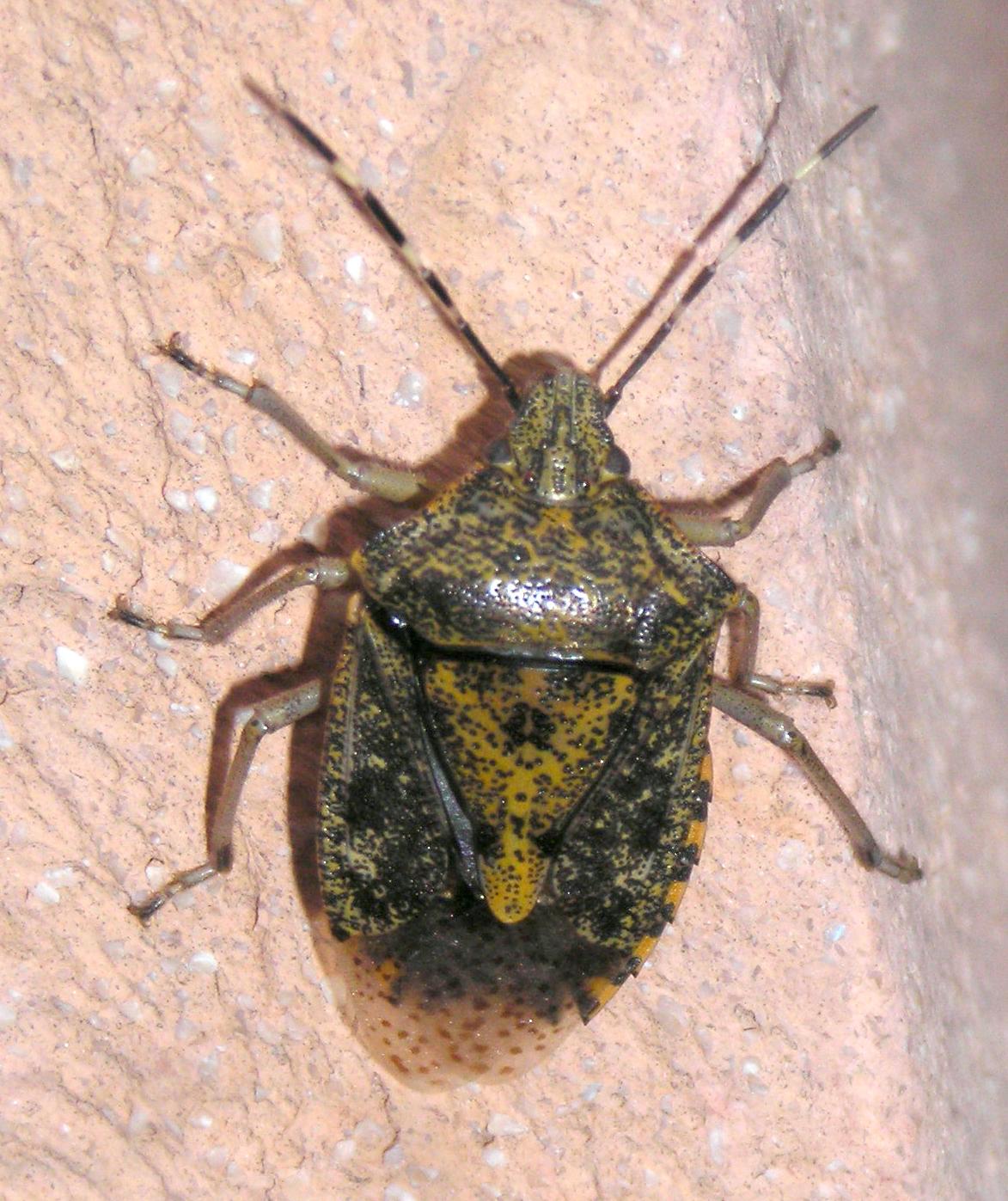 Pentatomidae: Rhaphigaster nebulosa dell''Elba